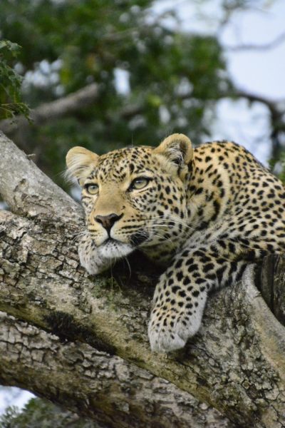 Leoparden