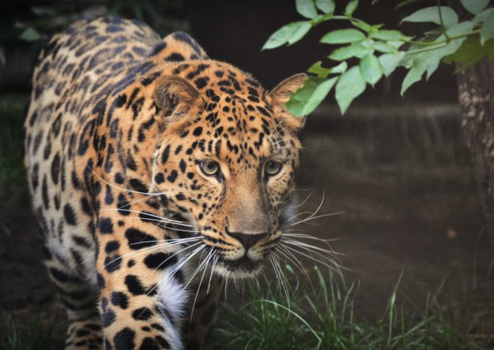 Leoparden mit Galapagos PRO entdecken