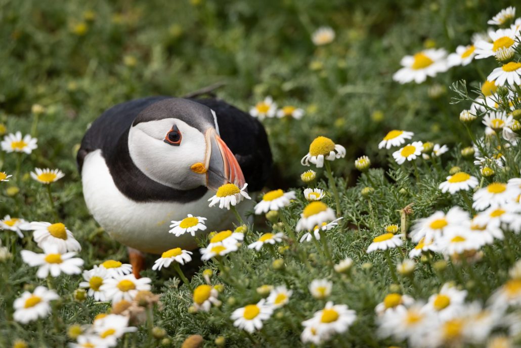 Papageitaucher mit Galapagos PRO entdecken