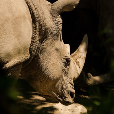 Das Nashorn mit Galapagos PRO entdecken