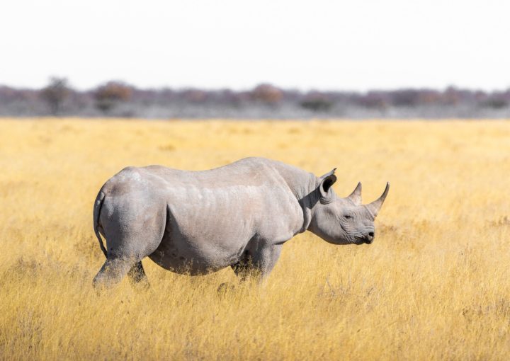 Das Nashorn mit Galapagos PRO entdecken