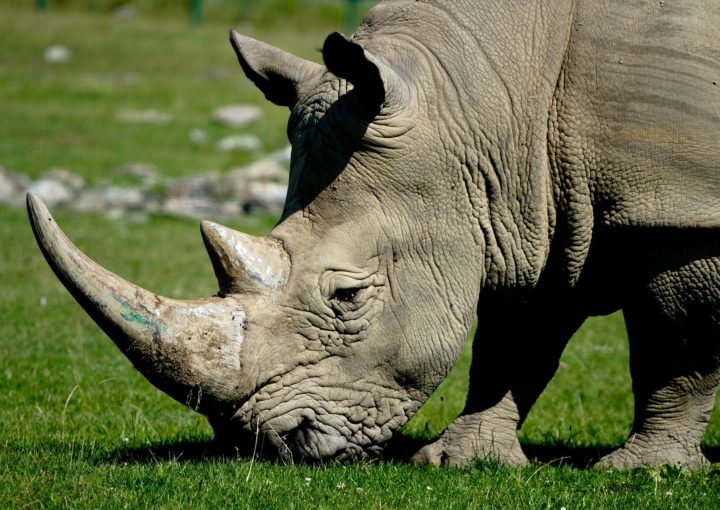 Das Nashorn mit Galapagos PRO entdecken