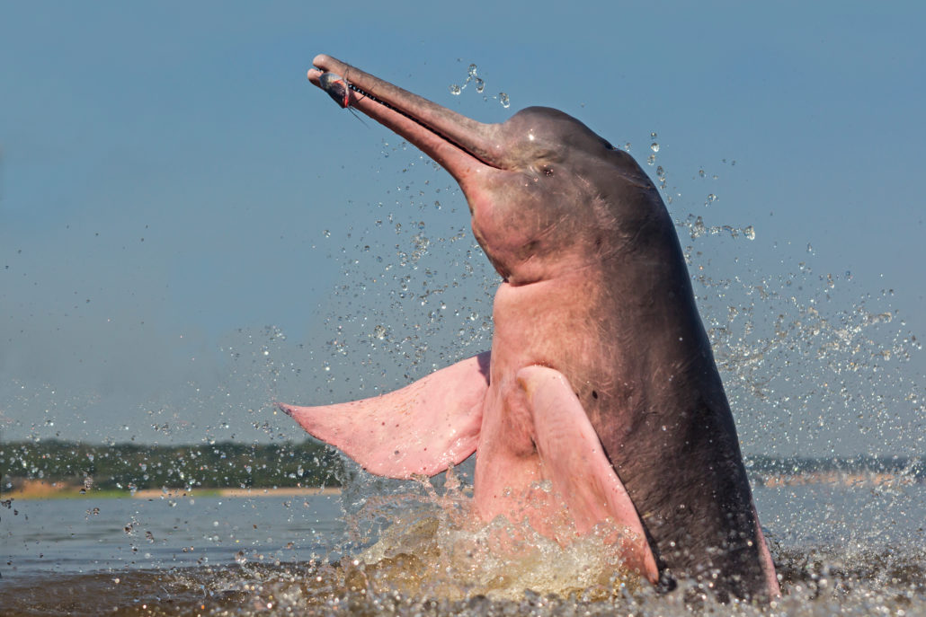 Amazonas-Flussdelfin mit Galapagos-PRO entdecken