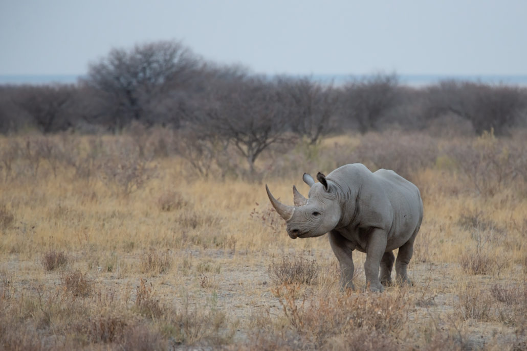 Das Nashorn mit Galapagos PRO entdecken