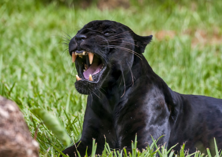 Jaguar mit Galapagos PRO entdecken