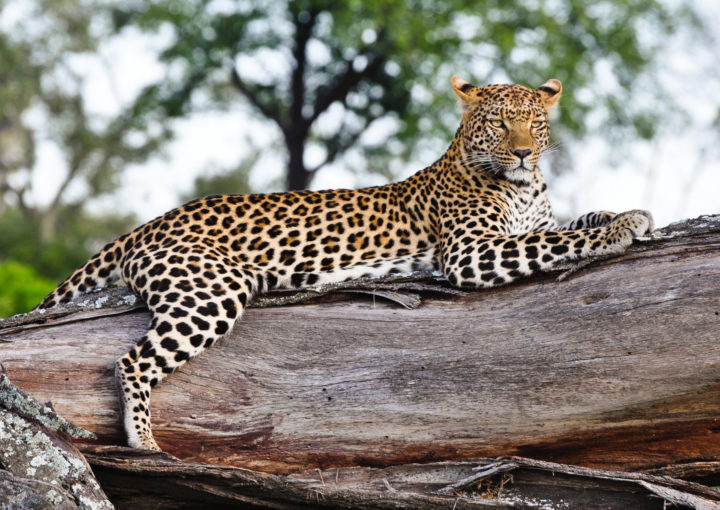 Leoparden mit Galapagos PRO entdecken