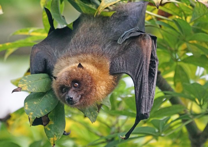 Roter Flughund auf Madagaskar