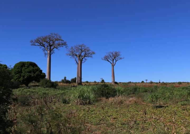 Baobab Bäume auf Madagaskar