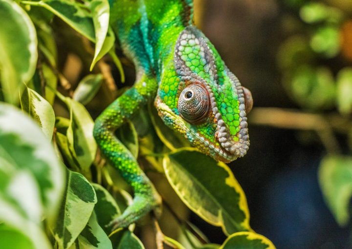 Chamäleon auf Madagaskar