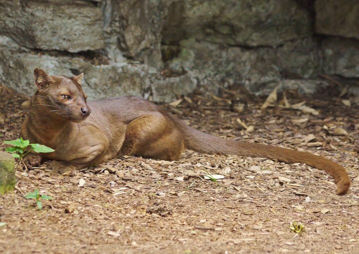 Das Fossa auf Madagaskar entdecken