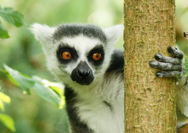 Lemuren auf Madagaskar