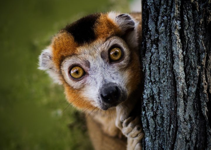 Entdecken Sie den Maki Lemuren auf Madagaskar