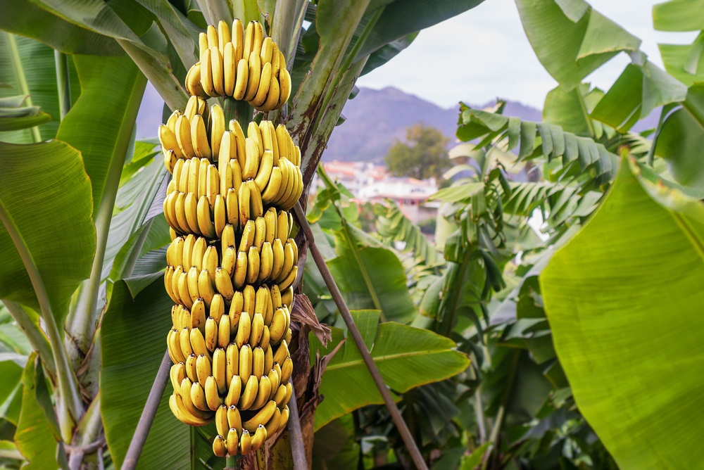 01/2021 Galetter Bananen