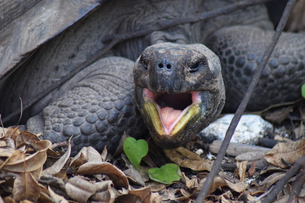 01/2021 Galetter Riesenschildkröte